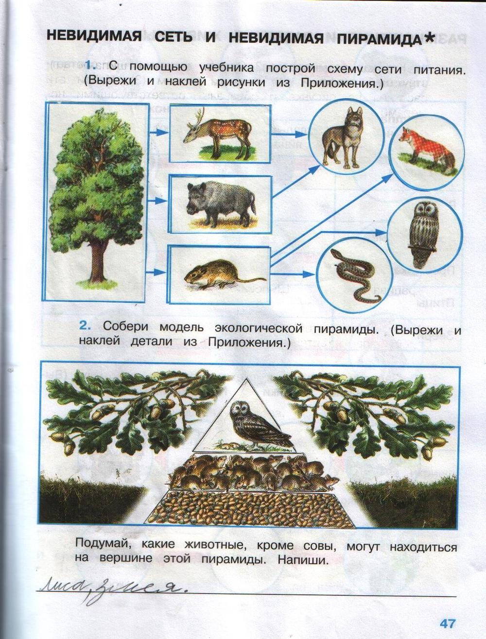 Схема окружающий мир 3 класс