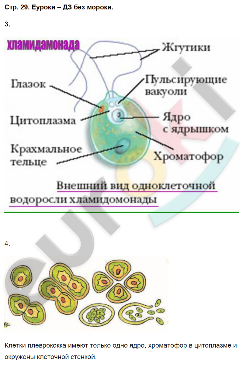 Биология 7 класс учебник пасечник параграф. Биология 7 класс Пасечник стр 29. Тетрадь по биологии 7 класс Пасечник. Биология 7 класс рабочая тетрадь Пасечник 2020. 7 Класс рабочая тетрадь по биологии Пасечни.