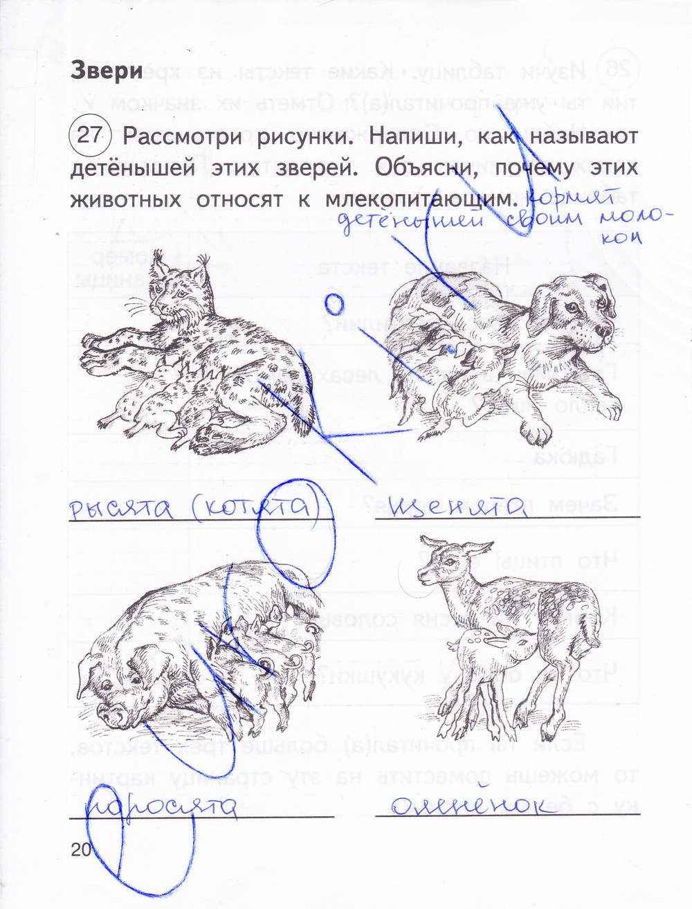 Рассмотри рисунки животных