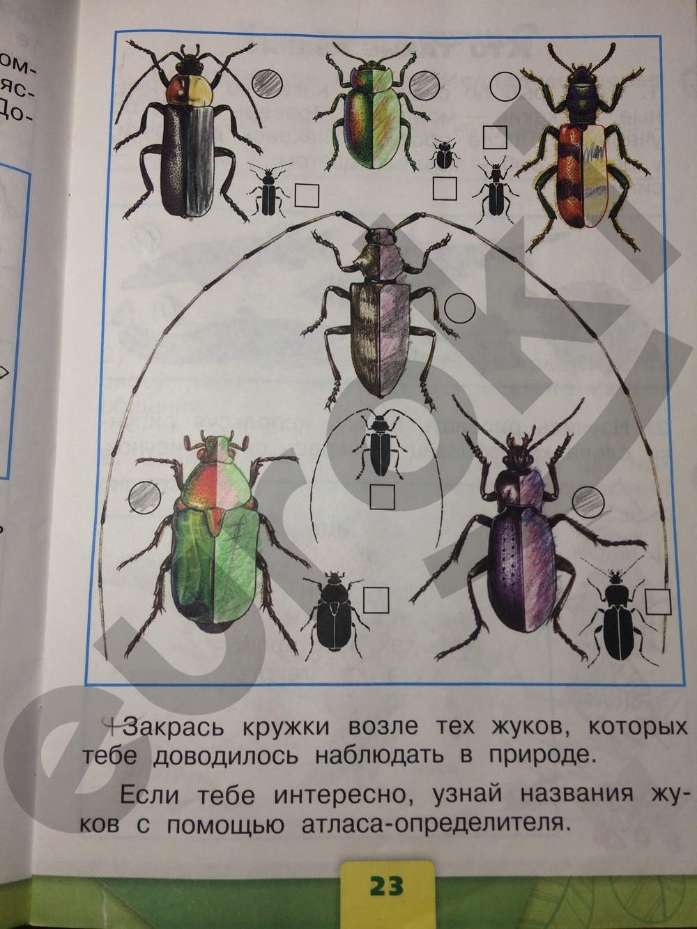 Рабочая тетрадь 1 класс окружающий мир школа России насекомые