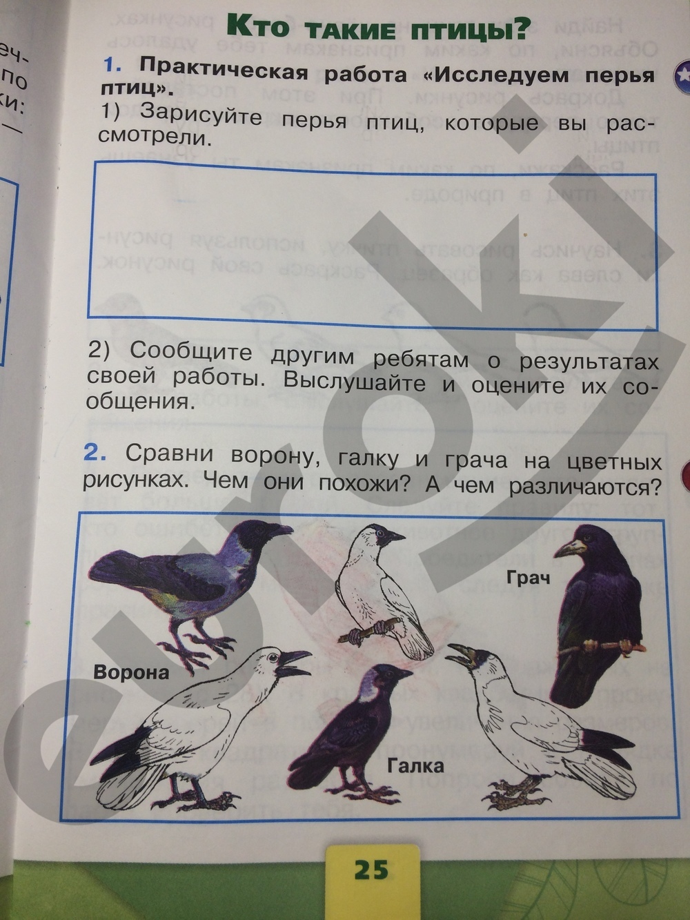 Окружающий 1 класс 1 часть. Окружающий мир рабочая тетрадь 1 2 класс Плешаков ответы стр 25. Окружающий мир 2 рабочая тетрадь стр 25 Плешаков. Окружающий мир 1 класс рабочая тетрадь Плешаков стр 25. Окружающий мир 1 класс рабочая тетрадь Плешаков 1 часть ответы стр 23-24.