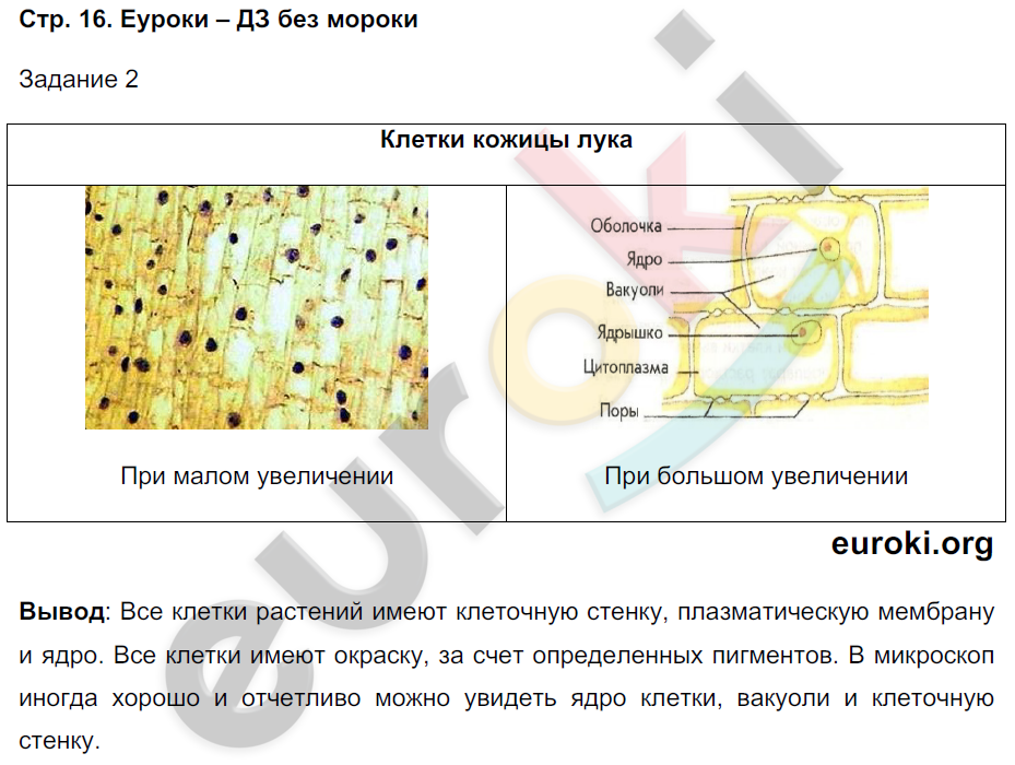 ГДЗ Биология 5 - 6 класс (Линия Жизни) Пасечник. Приготовление и рассматривание