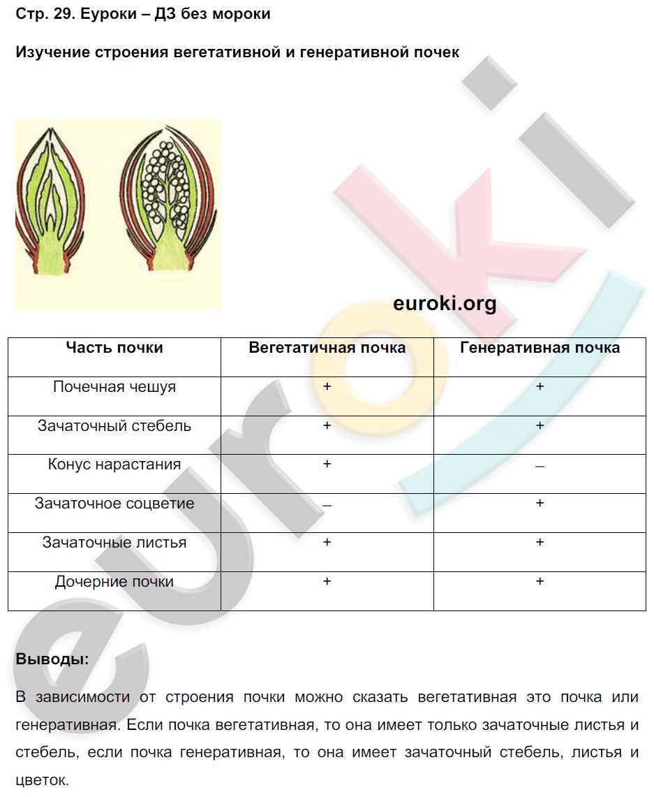Где по биологии 6 класс рабочая тетрадь Shtampik.com
