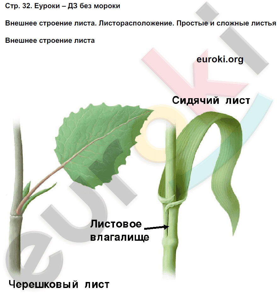 ГДЗ Биология. Многообразие покрытосеменных растений 6 класс учебник Пасечник