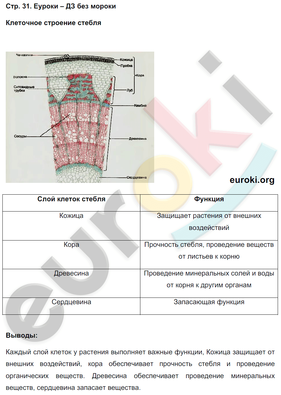 Биология строение стебля таблица. Таблица внутреннее строение стебля 6 класс биология ответы. Лабораторная работа строение стебля. Лабораторная работа по биологии строение стебля. Строение стебля 6 класс биология.